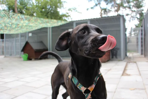 Pies do adopcji, Oborniki, 12 lipca 2024 (5/5)