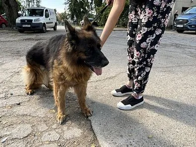 Znaleziono psa, Oborniki, 7 sierpnia 2024 (1/5)