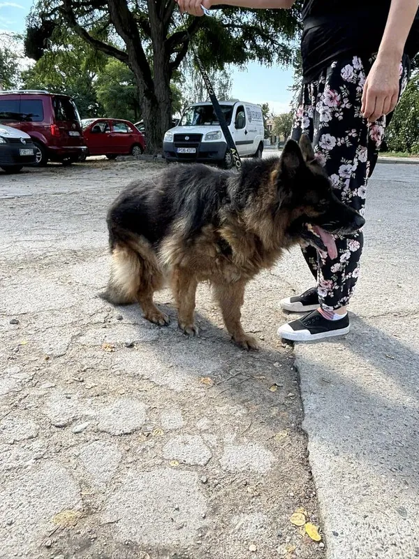 Znaleziono psa, Oborniki, 7 sierpnia 2024 (2/5)