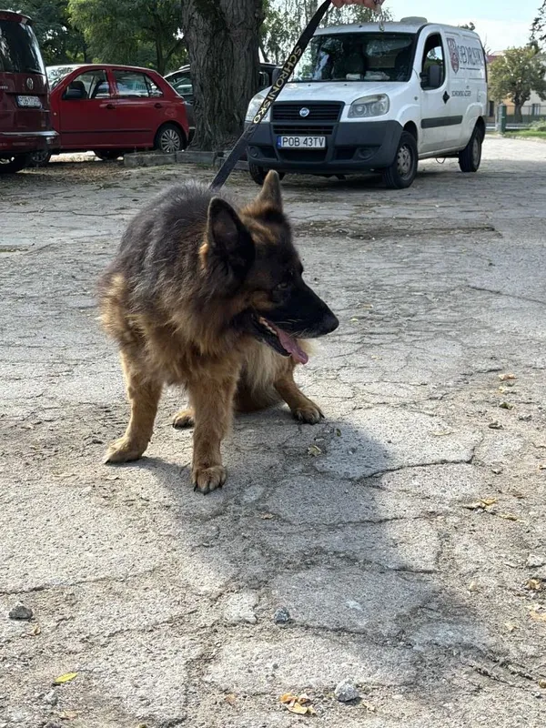 Znaleziono psa, Oborniki, 7 sierpnia 2024 (4/5)