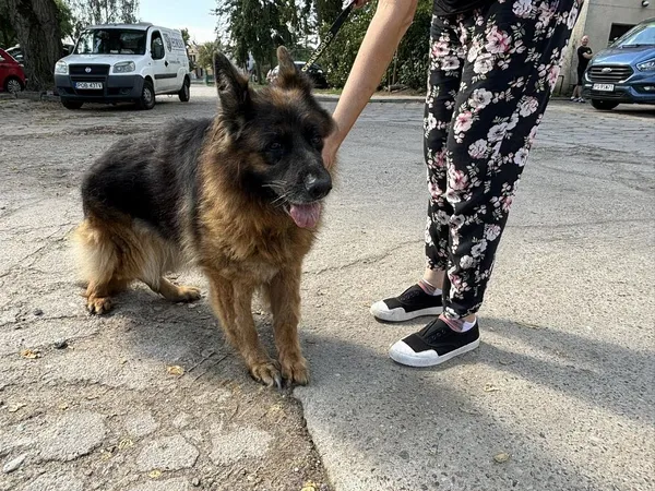 Znaleziono psa, Oborniki, 7 sierpnia 2024 (5/5)