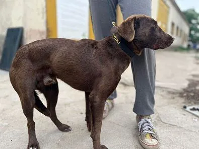 Znaleziono psa, Oborniki, 2 sierpnia 2024 (1/4)