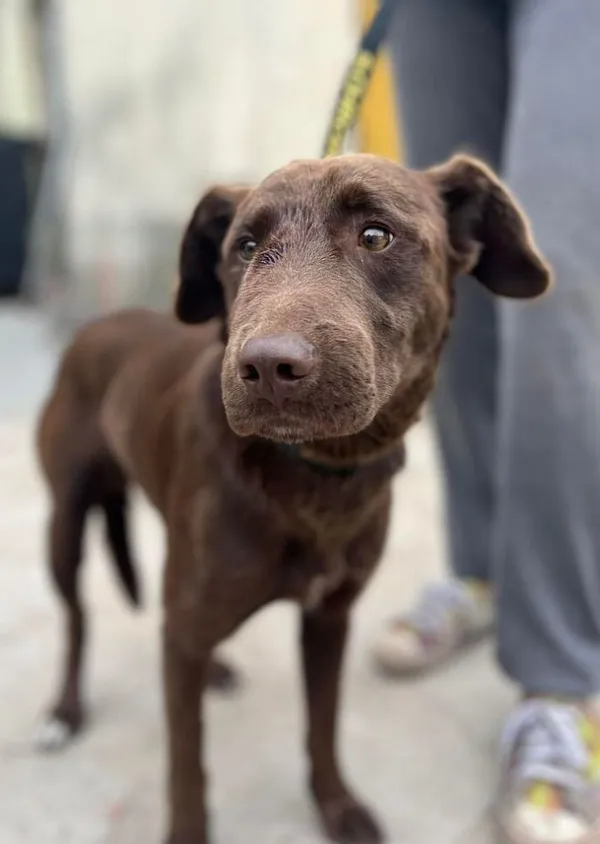 Znaleziono psa, Oborniki, 2 sierpnia 2024 (2/4)