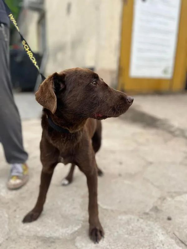 Znaleziono psa, Oborniki, 2 sierpnia 2024 (4/4)