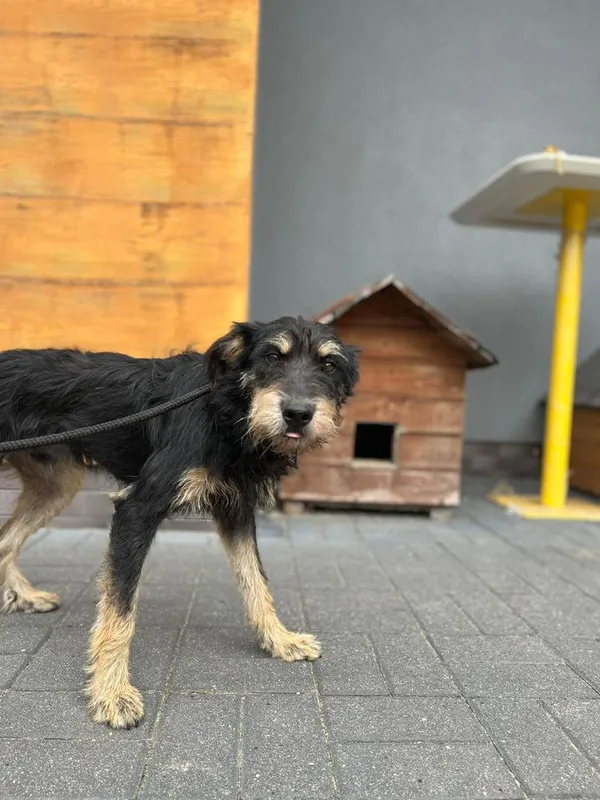 Znaleziono psa, Oborniki, 2 sierpnia 2024 (3/4)