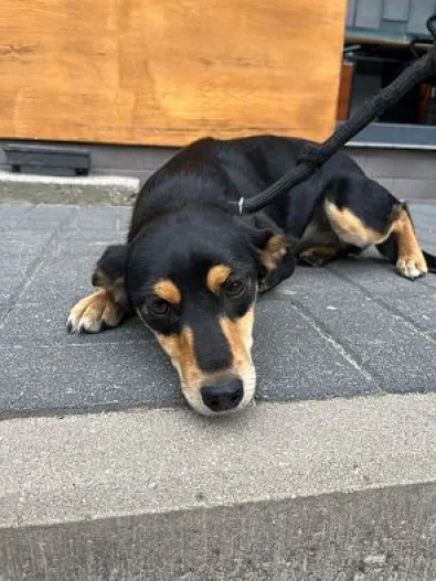 Znaleziono psa, Oborniki, 2 sierpnia 2024 (1/5)