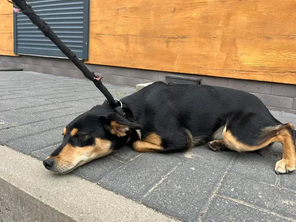 Znaleziono psa, Oborniki, 2 sierpnia 2024 (3/5)