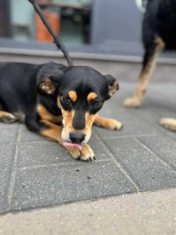 Znaleziono psa, Oborniki, 2 sierpnia 2024 (4/5)