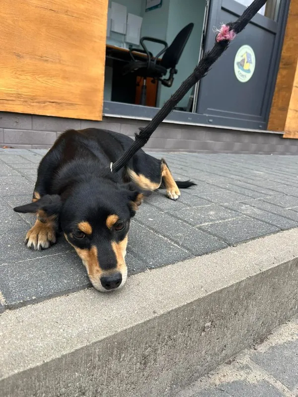 Znaleziono psa, Oborniki, 2 sierpnia 2024 (5/5)