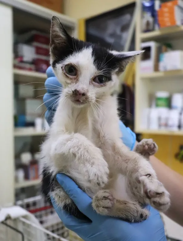 Znaleziono kota, Łódź, 12 sierpnia 2024 (2/2)