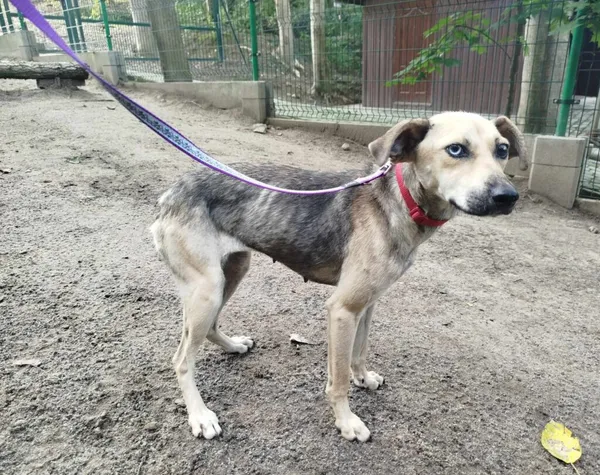 Pies do adopcji, Ropczyce, 12 sierpnia 2024