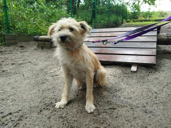 Pies do adopcji, Ropczyce, 12 sierpnia 2024