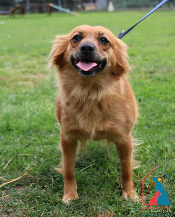 Pies do adopcji, Węgrowo, 25 lipca 2024