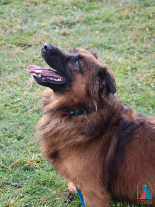 Pies do adopcji, Grudziądz, 25 lipca 2024 (1/5)