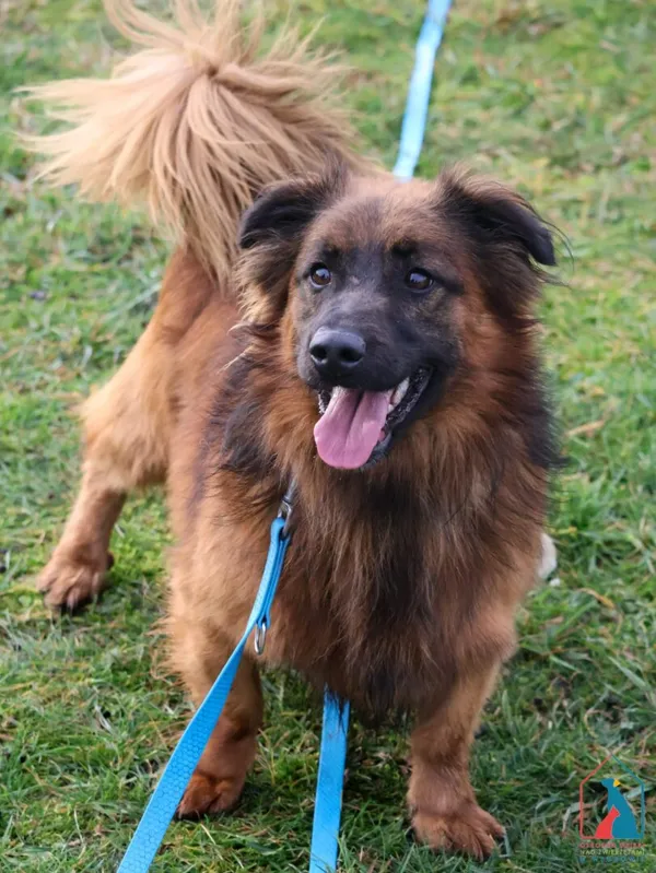 Pies do adopcji, Grudziądz, 25 lipca 2024 (2/5)