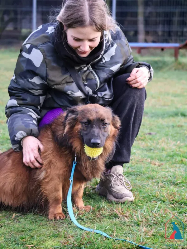 Pies do adopcji, Grudziądz, 25 lipca 2024 (3/5)