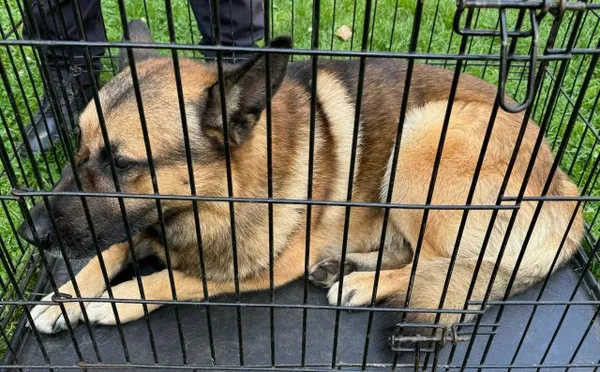 Znaleziono psa, Radom, 10 sierpnia 2024