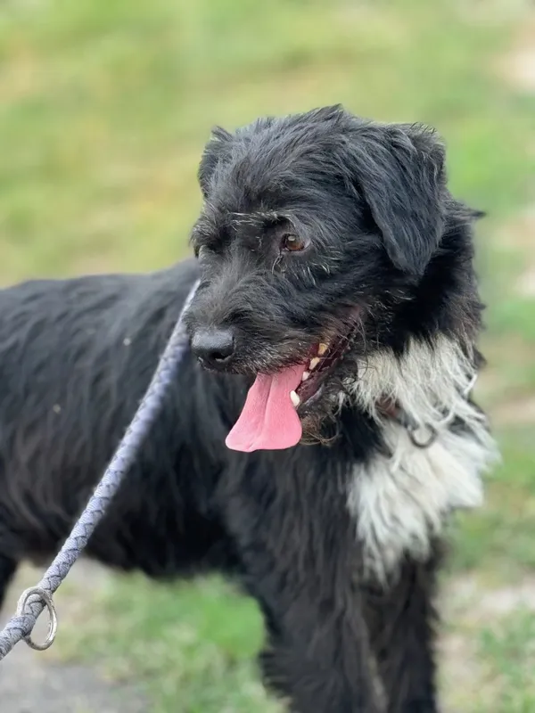 Pies do adopcji, Pieczyska, 12 sierpnia 2024 (5/5)