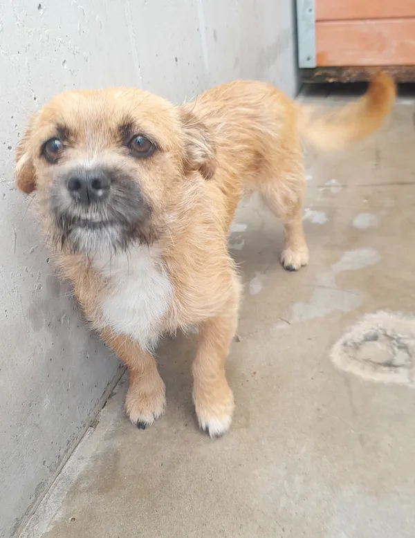 Znaleziono psa, Lublin, 9 sierpnia 2024