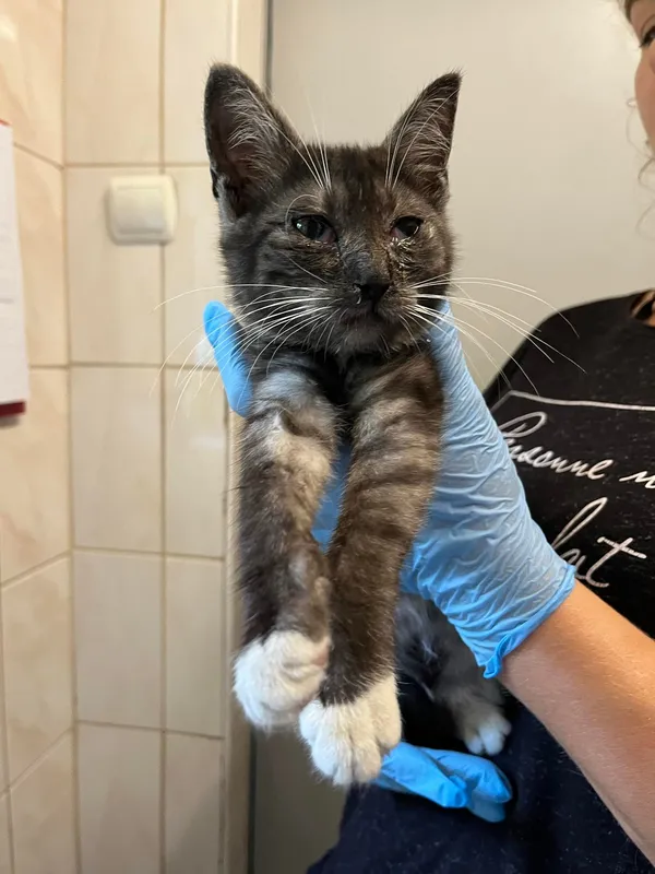 Kot do adopcji, Włocławek, 12 sierpnia 2024