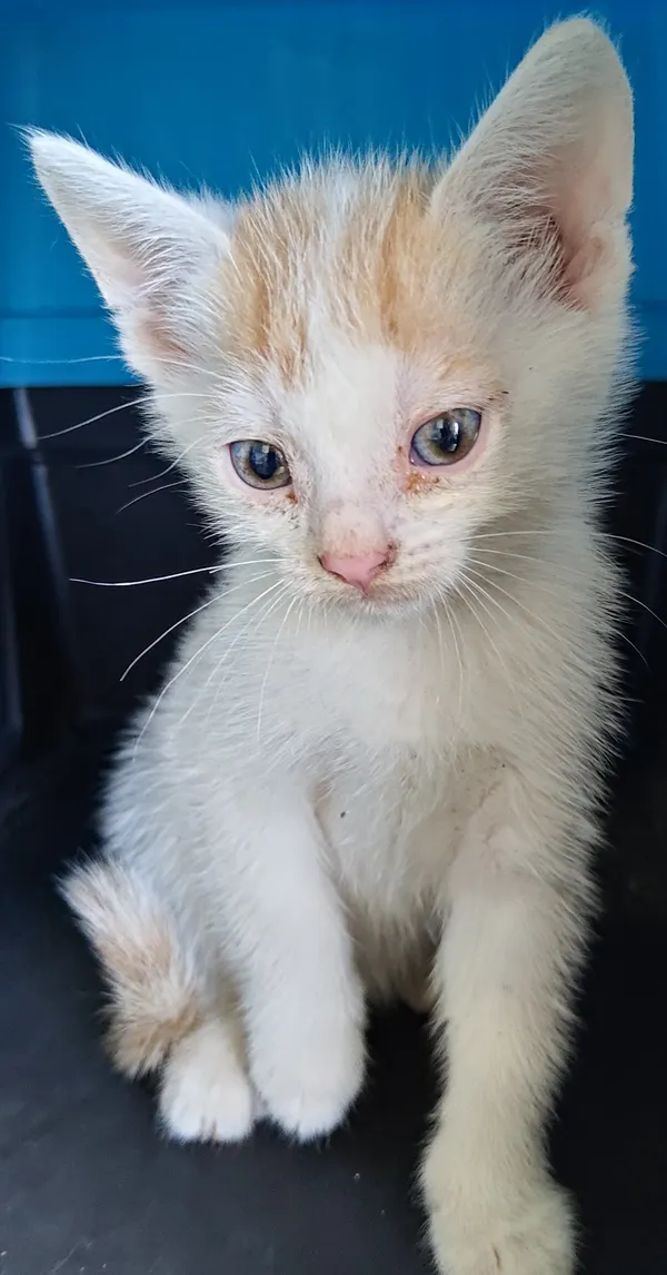 Znaleziono kota, Lublin, 12 sierpnia 2024