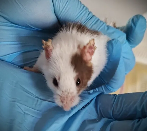 Znaleziono zwierzę, Lublin, 10 sierpnia 2024