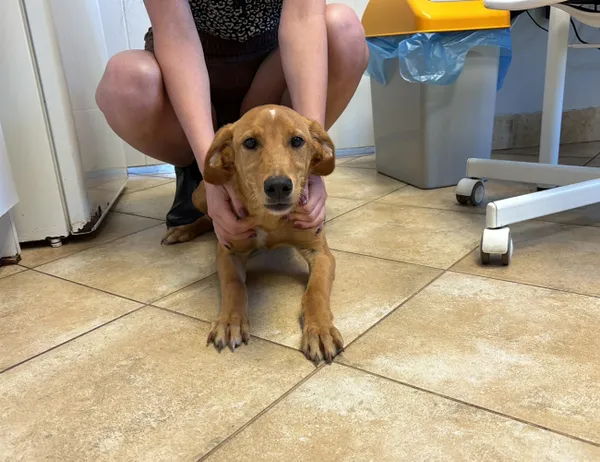 Znaleziono psa, Świdnica, 12 sierpnia 2024