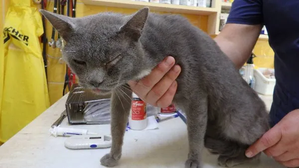 Znaleziono kota, Łódź, 13 sierpnia 2024 (1/3)