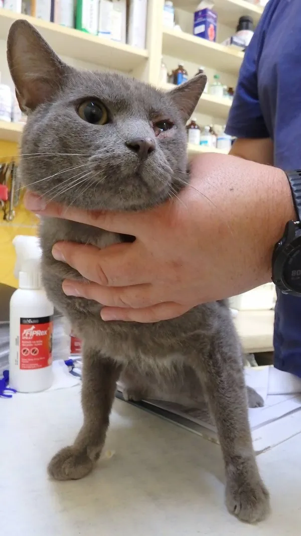 Znaleziono kota, Łódź, 13 sierpnia 2024 (2/3)