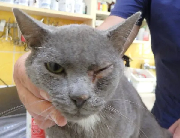 Znaleziono kota, Łódź, 13 sierpnia 2024 (3/3)