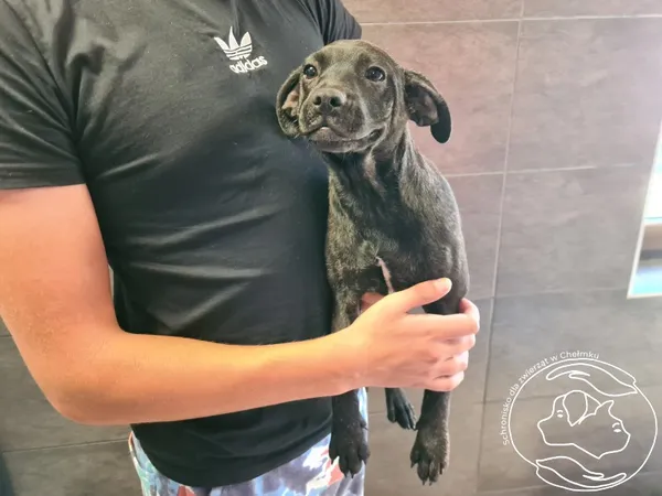 Znaleziono psa, Chełmek, 13 sierpnia 2024