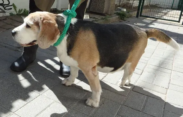 Znaleziono psa, Łódź, 13 sierpnia 2024 (1/3)