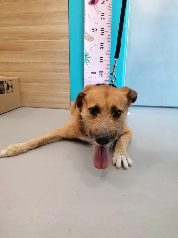 Pies do adopcji, Kielce, 13 sierpnia 2024