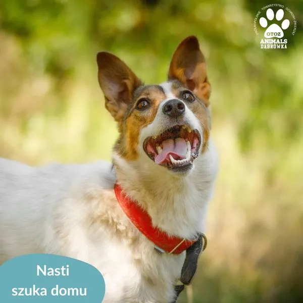 Pies do adopcji, Dąbrówka, 14 sierpnia 2024 (1/5)