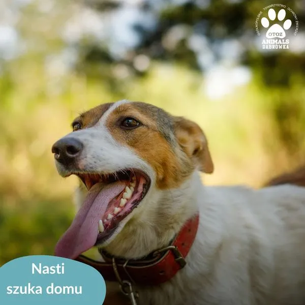 Pies do adopcji, Dąbrówka, 14 sierpnia 2024 (2/5)