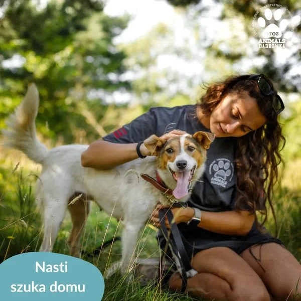 Pies do adopcji, Dąbrówka, 14 sierpnia 2024 (3/5)