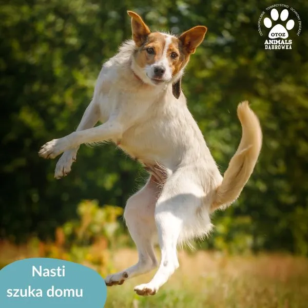 Pies do adopcji, Dąbrówka, 14 sierpnia 2024 (4/5)