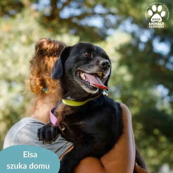 Pies do adopcji, Dąbrówka, 14 sierpnia 2024 (1/5)