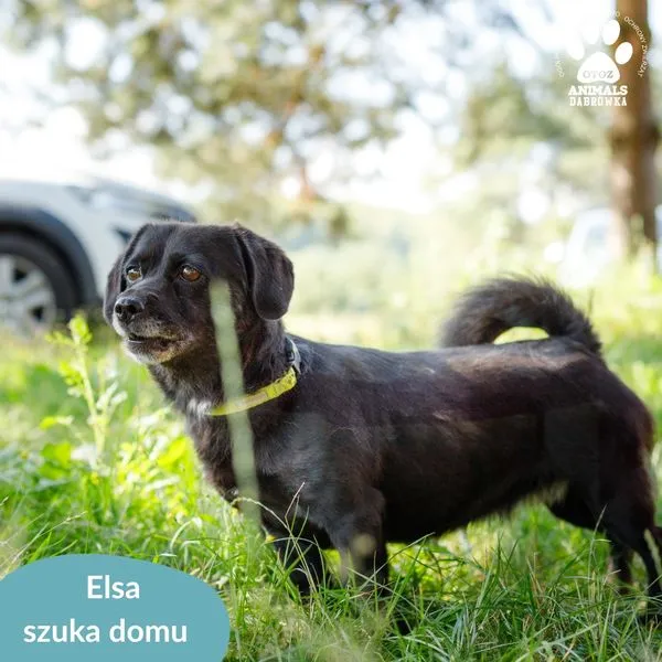 Pies do adopcji, Dąbrówka, 14 sierpnia 2024 (2/5)