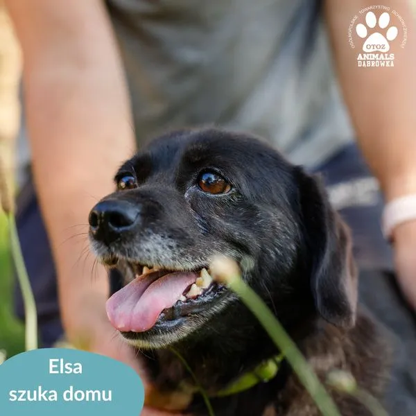 Pies do adopcji, Dąbrówka, 14 sierpnia 2024 (3/5)