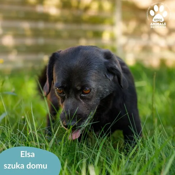 Pies do adopcji, Dąbrówka, 14 sierpnia 2024 (4/5)