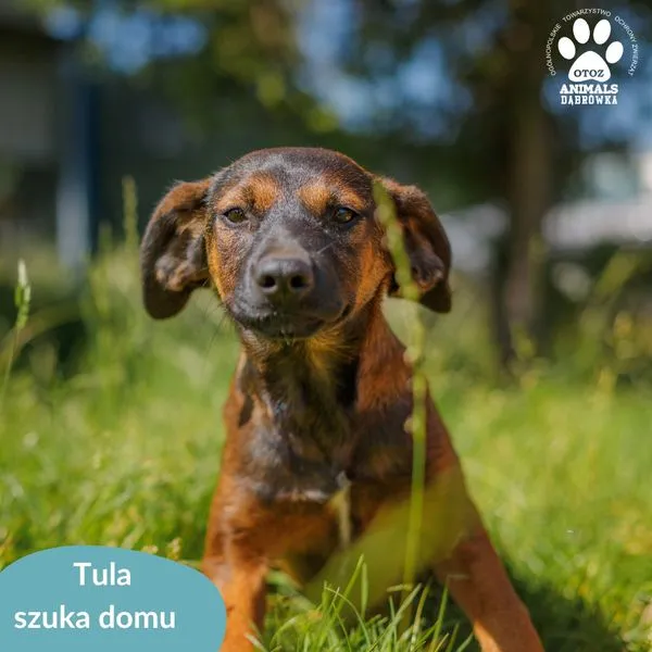 Pies do adopcji, Dąbrówka, 14 sierpnia 2024 (3/5)