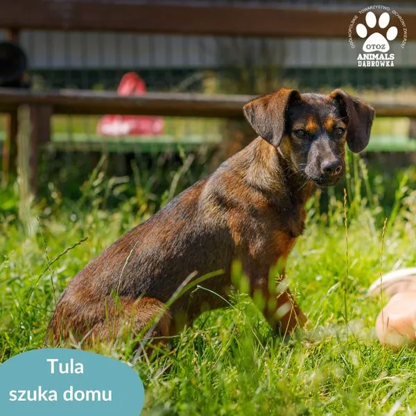 Pies do adopcji, Dąbrówka, 14 sierpnia 2024 (4/5)