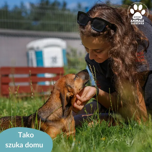 Pies do adopcji, Dąbrówka, 14 sierpnia 2024 (5/5)