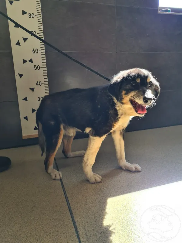 Znaleziono psa, Chełmek, 14 sierpnia 2024