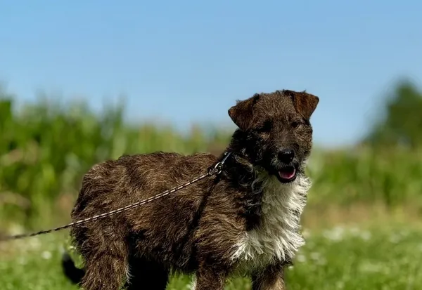 Pies do adopcji, Pieczyska, 13 sierpnia 2024 (1/5)