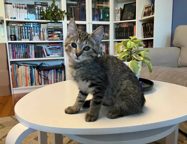 Kot do adopcji, Świdnica, 2 lipca 2024