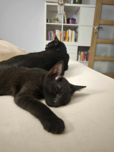 Kot do adopcji, Świdnica, 25 lipca 2024 (2/5)