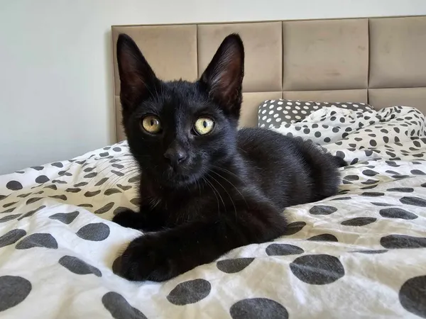 Kot do adopcji, Świdnica, 25 lipca 2024 (4/5)