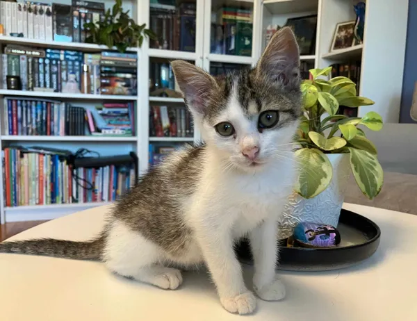 Kot do adopcji, Świdnica, 28 lipca 2024